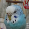 Фото профиля とりとり🐦