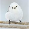 Profilbild von 若葉のころ
