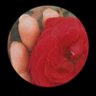 مۭــذهــڶــہ🌹 profil fotoğrafı