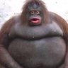 Profilbild von MONKE memes