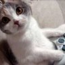 Mancunian Gamecat profil fotoฤrafฤฑ