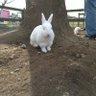 Profilbild von ちょろまま