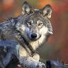 Profilbild von Canis lupus