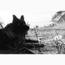 tibet profil fotoğrafı