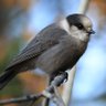 napoleon of birds's profile picture