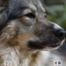 קיקה profil fotoğrafı