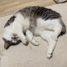 しそ太郎•w• profil fotoğrafı
