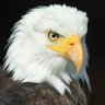 German Eagle profil fotoฤrafฤฑ