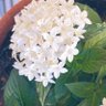 さとこ 的头像