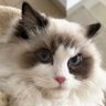 เนียฟู้ฟู profil fotoğrafı