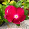 Фото профиля Flor (de formosura)