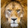 Profilbild von LEÓN
