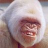 Gorilla Gus's profile picture