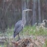 Heron's profile picture