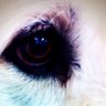 RustyNives profil fotoğrafı