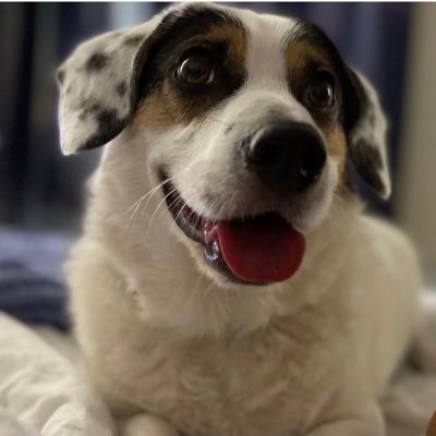 Badiko's profile picture