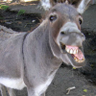 El Burro Bastard 的头像