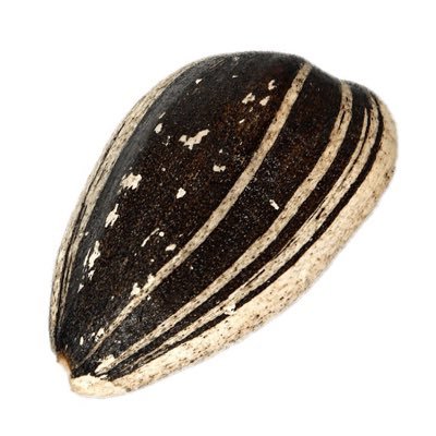 pipa's profile picture