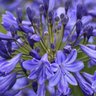 Фото профиля deutzia agapanthus