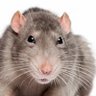 SomeRandomRat's profile picture