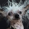 DogDayNight's profile picture