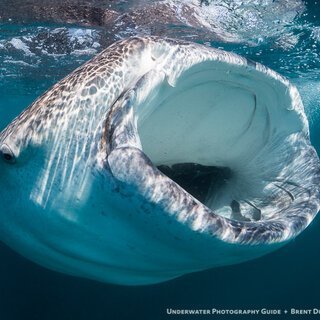 Shark_Sheriff's profile picture