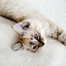 保護猫　ねね's profile picture