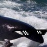 Killer Orca 的头像