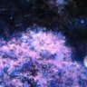 桜花サクラ 的头像