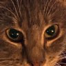 Terry Thompson profil fotoğrafı