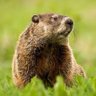 GroundHogg375 profil fotoğrafı