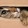 Profilbild von Gato de Schrödinger