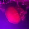 Space Beast profil fotoğrafı