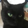 cororo's profile picture