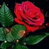 sumaira sumaira's profile picture
