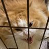 Фото профиля cat kisser