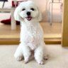 マルパピのハピ's profile picture