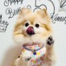 KOMUGInoSEIKATSU's profile picture