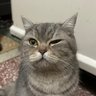 大脸猫爱吃鱼(互fo)'s profile picture