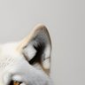 シン・伍's profile picture
