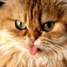 Дальний родственник Адама и Евы profil fotoğrafı
