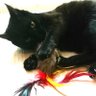 Katzen-Fratzen's profile picture