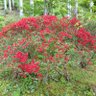 Фото профиля さちぃ