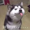 ll9999 的头像
