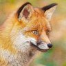 Фото профиля Smart Fox