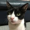 Profilbild von はる しまねこ