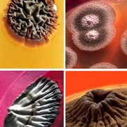 microBIOblog's profile picture