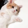 harukaCatowo 的头像