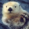 Фото профиля La Loutre Sur-le-qui-vive