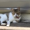 前世は猫の社畜 ひらゆう 的头像